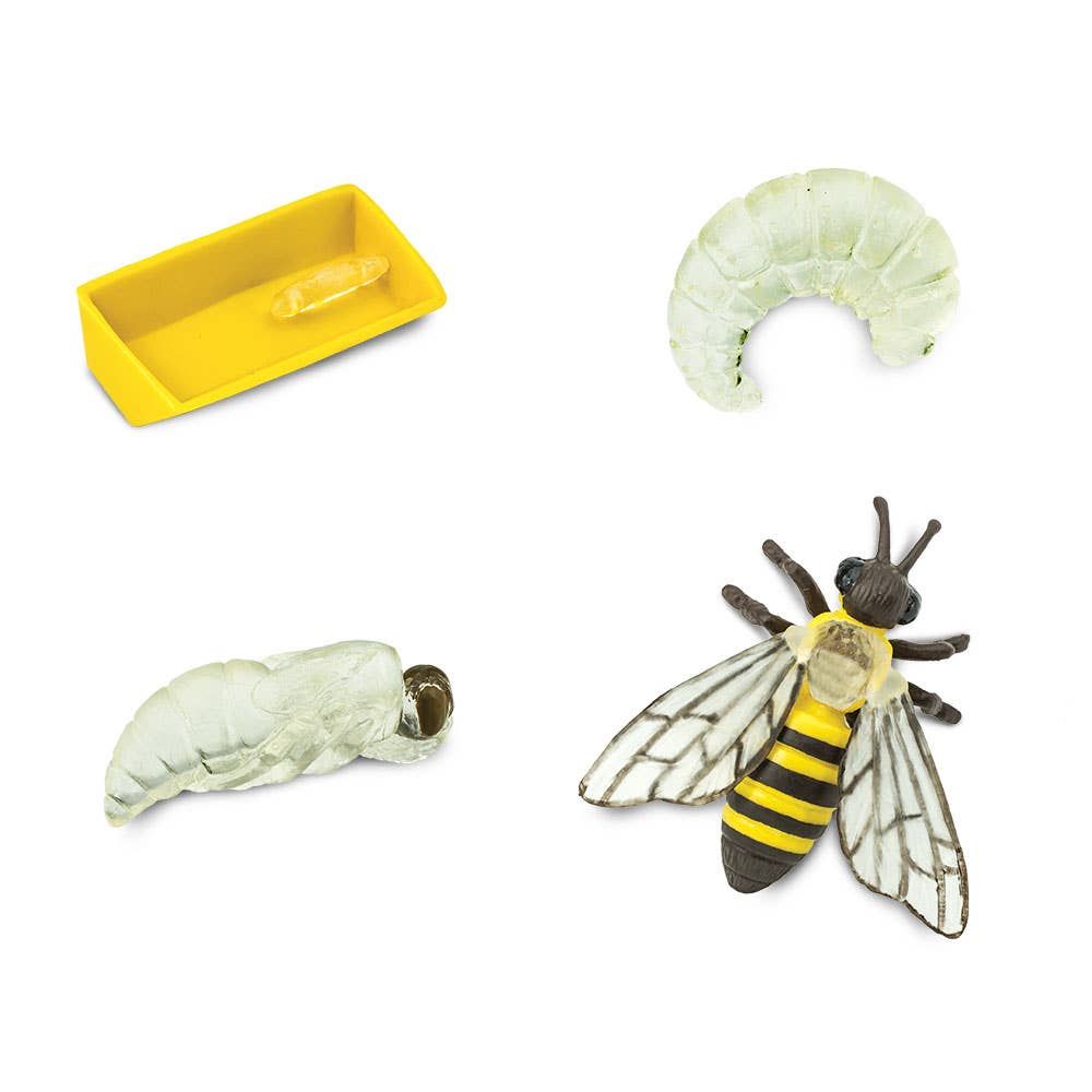 Life Cycle Of A Honey Bee - 622716