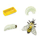 Life Cycle Of A Honey Bee - 622716